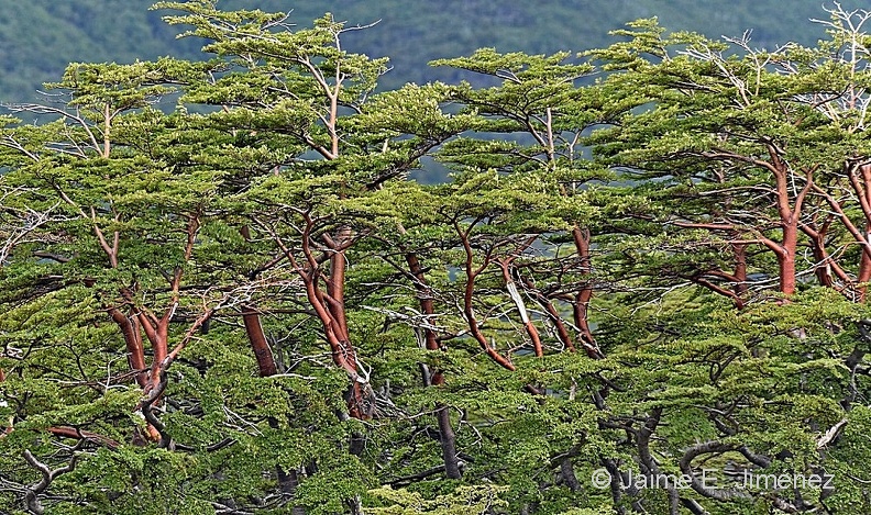 Lenga_Nothofagus_pumilio_Cerro_Bandera_Navarino_Island_Chile.jpg