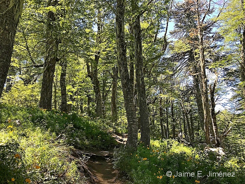 Lenga_Nothofagus_pumilio_PN_Conguillio_Chile.jpg
