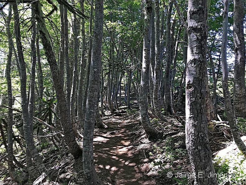 Lenga_Nothofagus_pumilio_PN_Conguillio_Chile_2.jpg