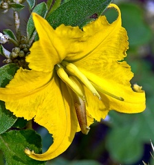 Buffalo Bur
