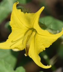 Buffalo Bur