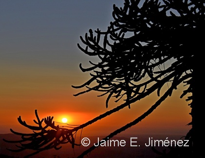 Monkey Puzzle Tree