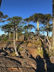 Monkey Puzzle Trees