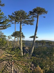 Monkey Puzzle Trees