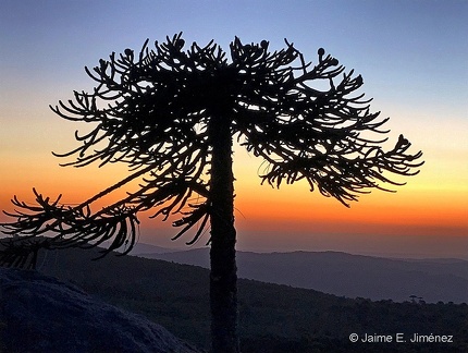 Monkey Puzzle Tree