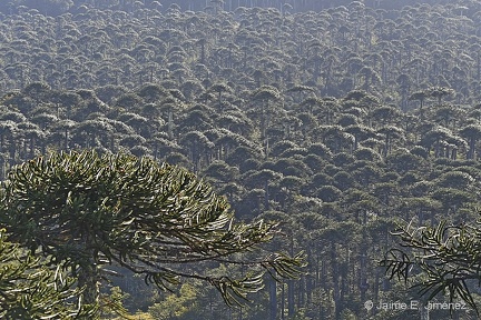Monkey Puzzle Trees