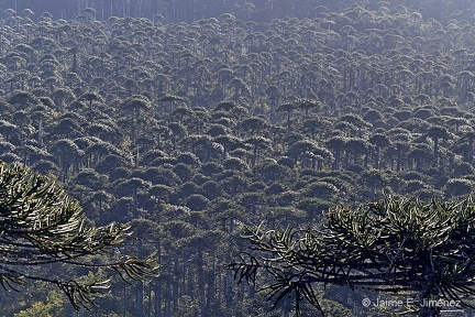 Monkey Puzzle Trees