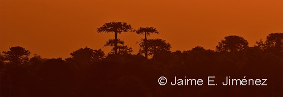 Monkey Puzzle Trees