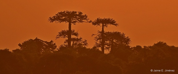 Monkey Puzzle Trees
