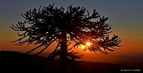 Monkey Puzzle Tree