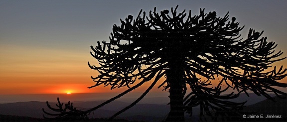 Monkey Puzzle Tree