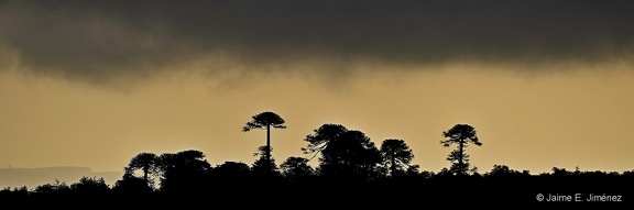 Monkey Puzzle Trees