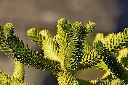 Monkey Puzzle Tree