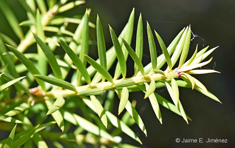 Manio_Macho_Podocarpus_nubiganus_Osorno_Chile.jpg
